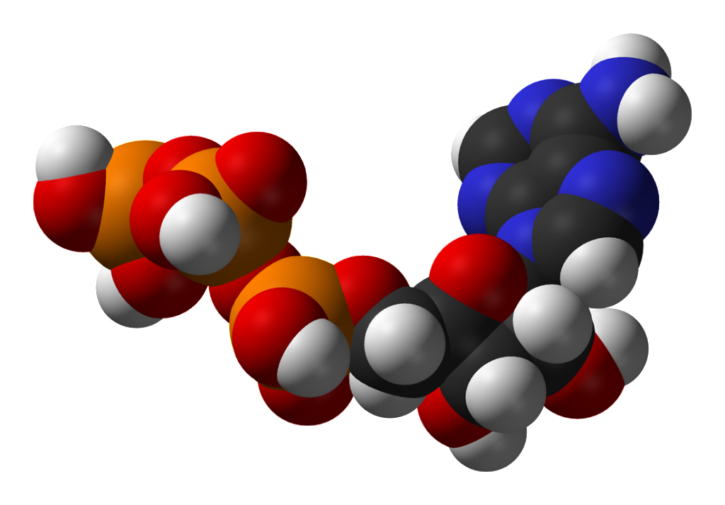 metabolizmus